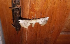 Apatelodes torrefacta