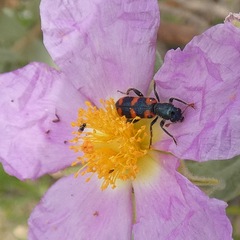 Trichodes leucopsideus