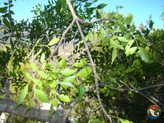 Fraxinus purpusii