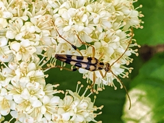 Strangalia luteicornis