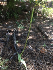 Platanthera transversa