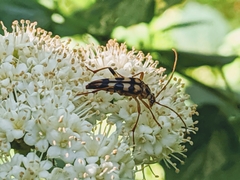 Strangalia luteicornis