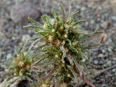 Ifloga glomerata