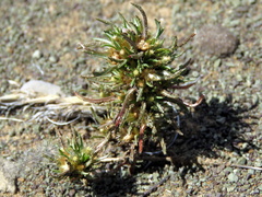 Ifloga glomerata