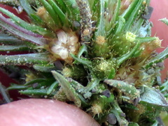 Ifloga glomerata