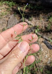 Allophyllum gilioides violaceum