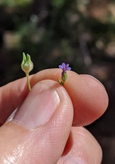 Allophyllum gilioides violaceum