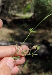 Allophyllum gilioides violaceum