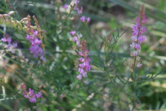 Astragalus gracilis