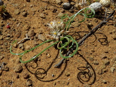 Albuca toxicaria