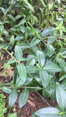 Vinca minor