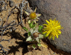 Cuspidia cernua annua