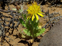 Cuspidia cernua annua
