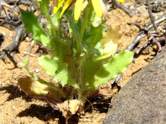 Cuspidia cernua annua