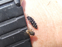 Acmaeodera octodecimguttata