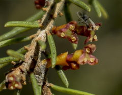 Arceuthobium pusillum