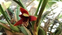 Maxillaria tenuifolia