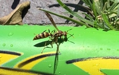 Polistes exclamans