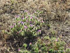 Echium plantagineum