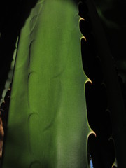 Furcraea