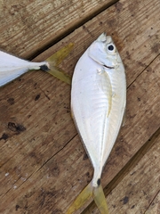 Chloroscombrus chrysurus