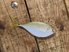 Chloroscombrus chrysurus