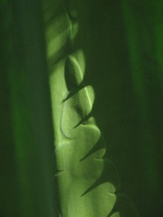 Furcraea