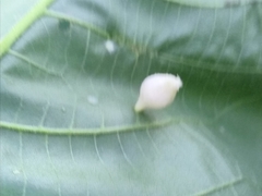 Phylloxera caryaegummosa