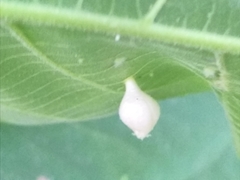 Phylloxera caryaegummosa