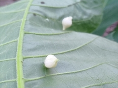 Phylloxera caryaegummosa