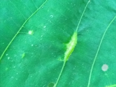 Phylloxera caryaegummosa