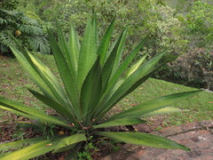 Furcraea