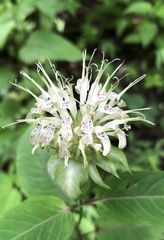 Monarda clinopodia