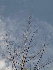 Furcraea