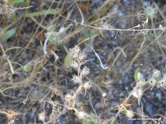 Silene gallica