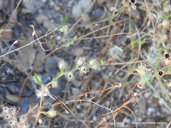 Silene gallica