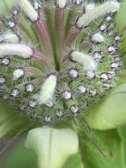 Monarda austroappalachiana