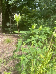 Monarda austroappalachiana