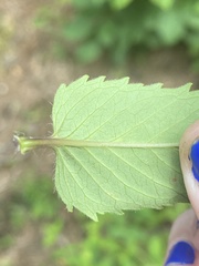 Monarda austroappalachiana
