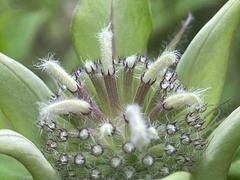 Monarda austroappalachiana