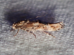 Mompha stellella