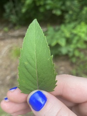 Monarda austroappalachiana