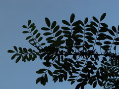 Indigofera suffruticosa