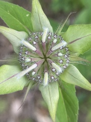 Monarda austroappalachiana