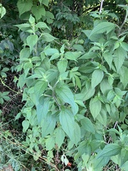 Parietaria officinalis