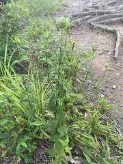 Monarda austroappalachiana