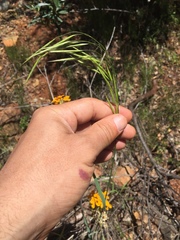 Bromus laevipes
