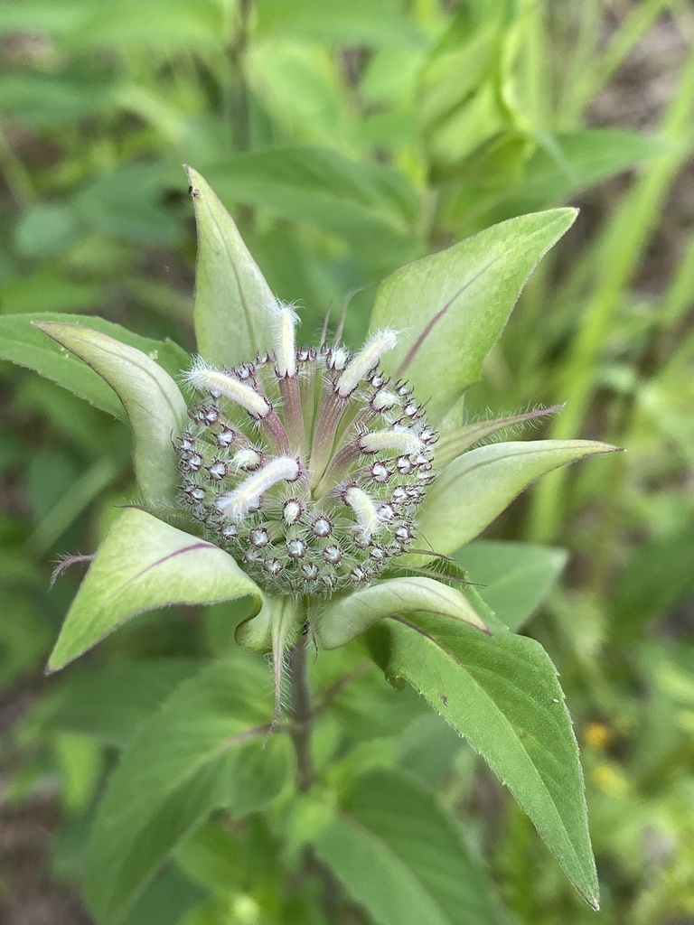 South Appalachian beebalm