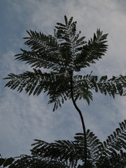 Jacaranda caucana