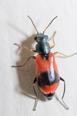 Anthocomus equestris